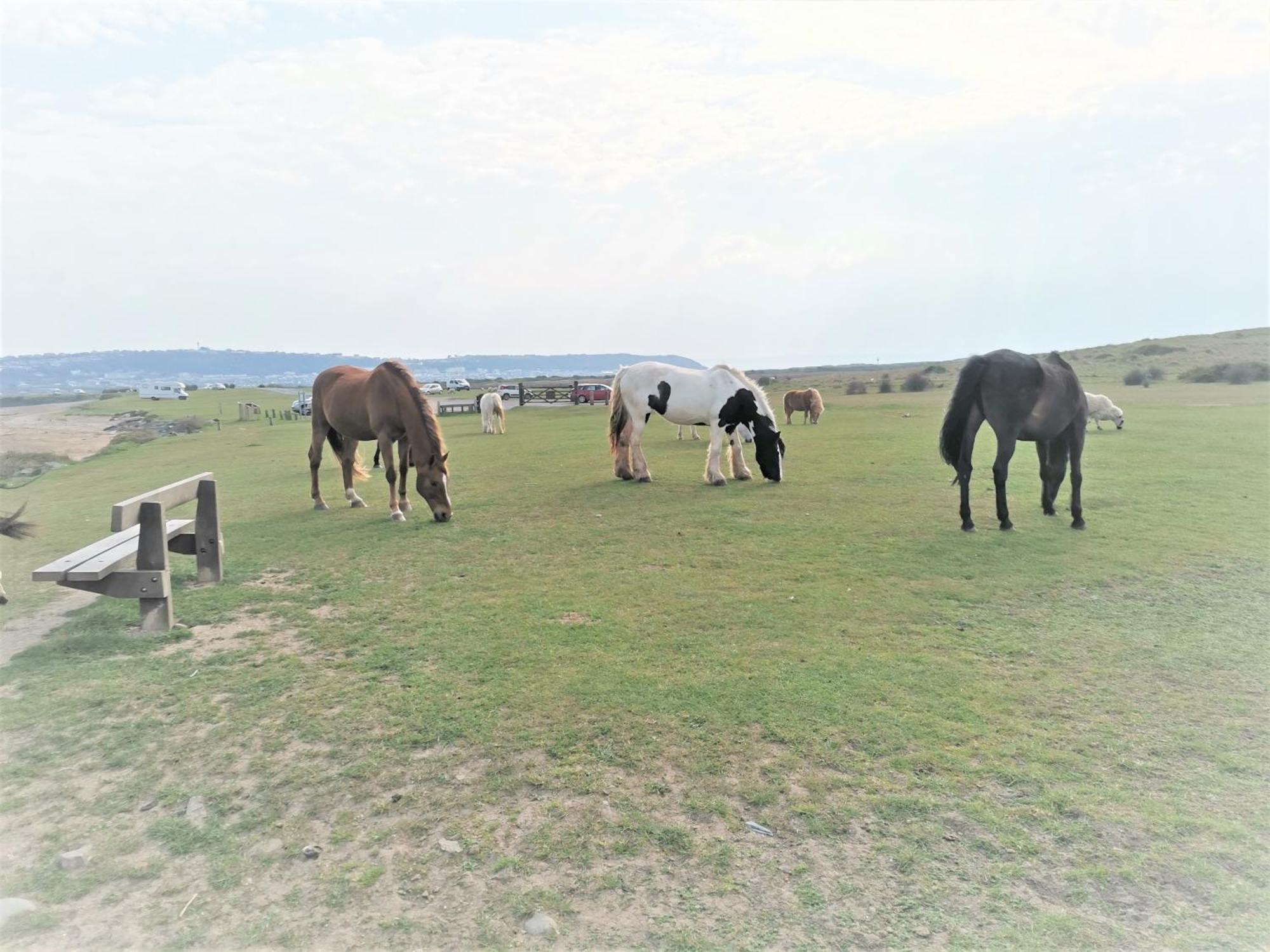 Greenways Valley Holiday Park غريت تورينغتون المظهر الخارجي الصورة